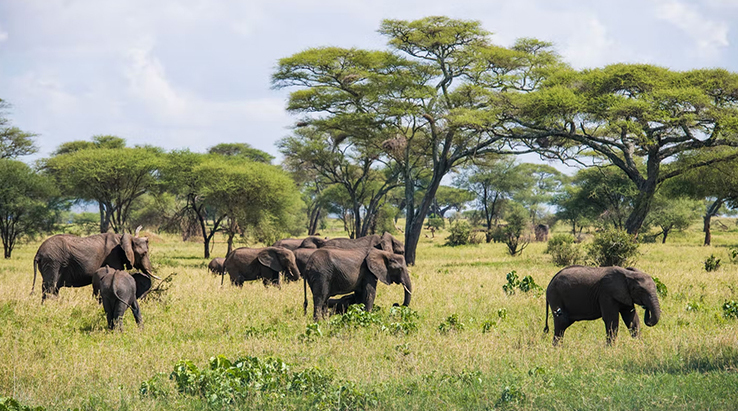 Tanzania Wildlife