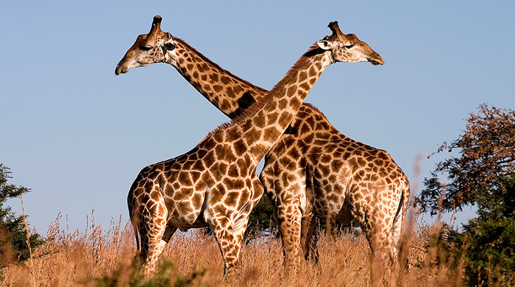 Tanzania Giraffes
