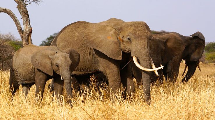 Serengeti National Park Animal
