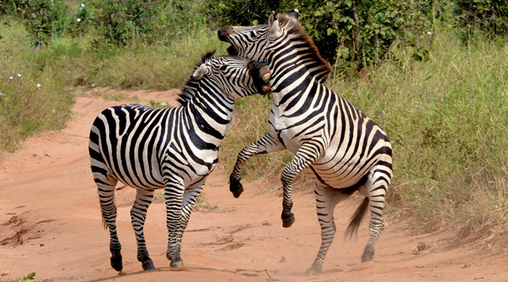 Tanzania's Zebra