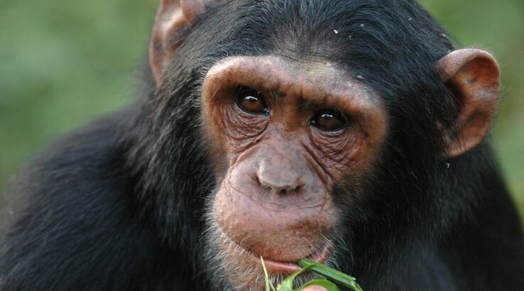 Tanzania Chimpazee