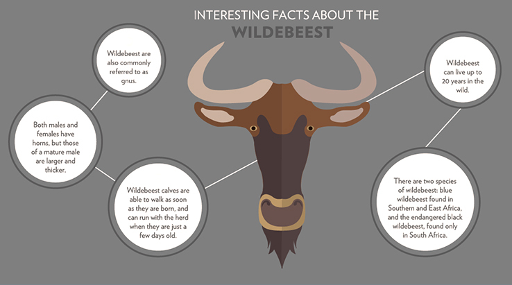 Serengeti Facts
