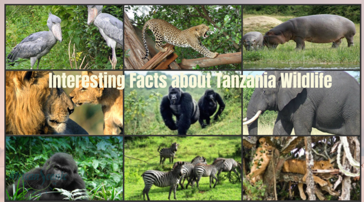 Tanzania Safari Wildlife Facts