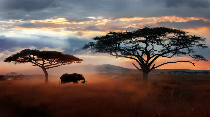Tanzania Safari