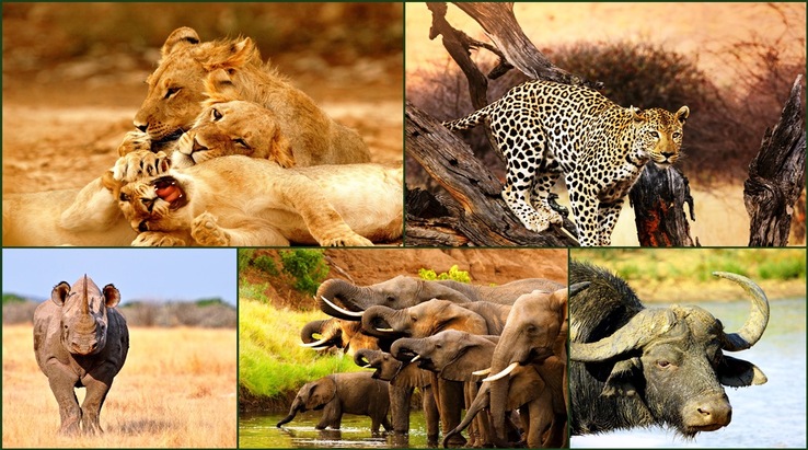 Big Five Safaris In Tanzania