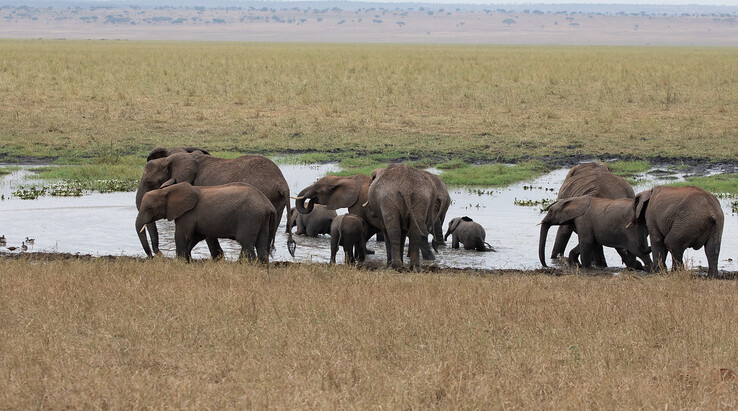 Tanzania Wildlife
