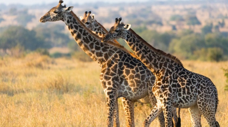 6 Days Tanzania Safari