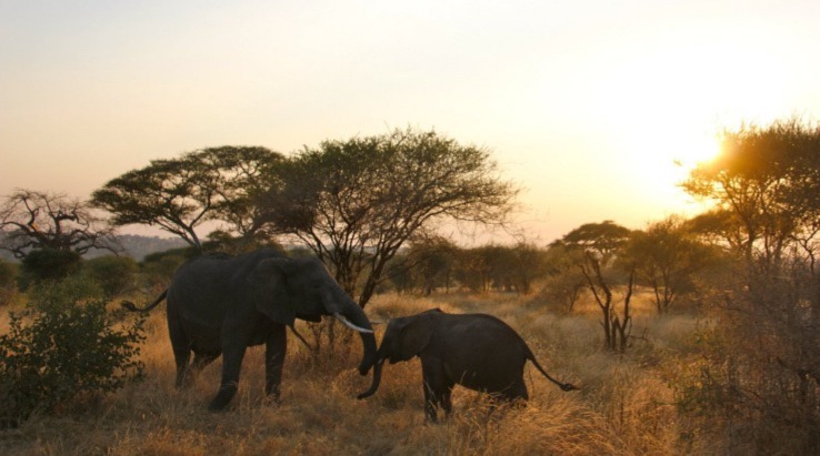 Tanzania National Parks Wildlife