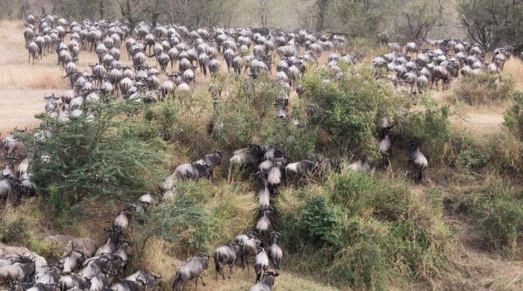 Serengeti Wildebeest Migration Safari